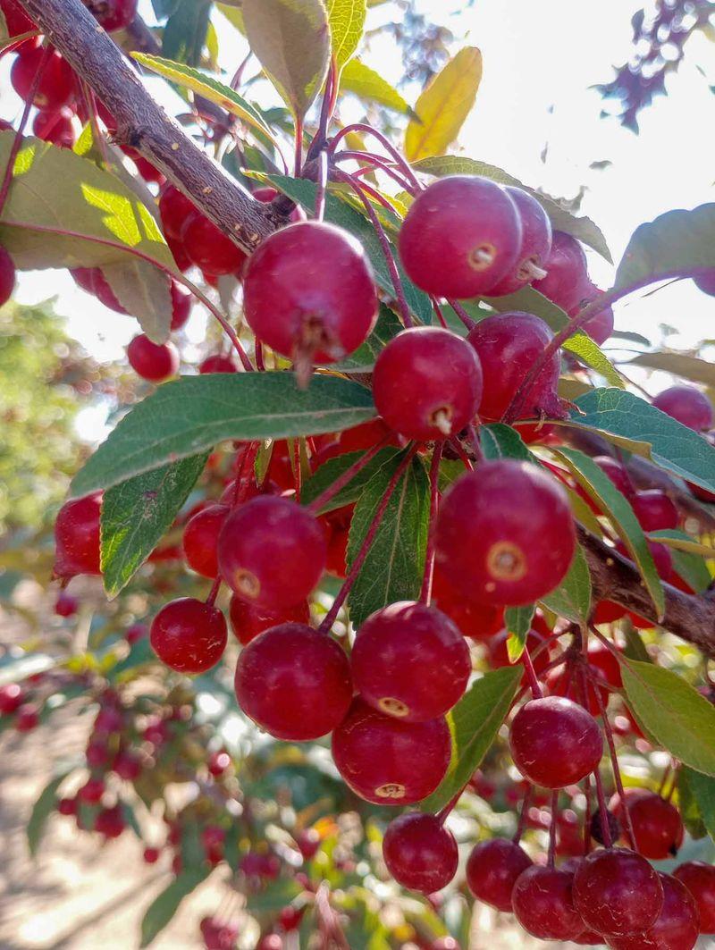 Malus Showtime - View 15 from www redcrocus com
