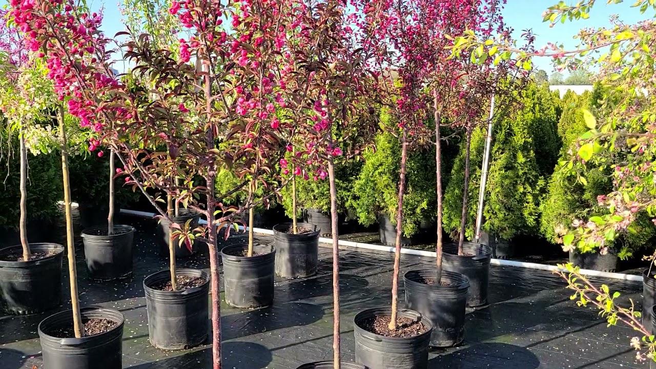 Malus Showtime - View 16 from www redcrocus com