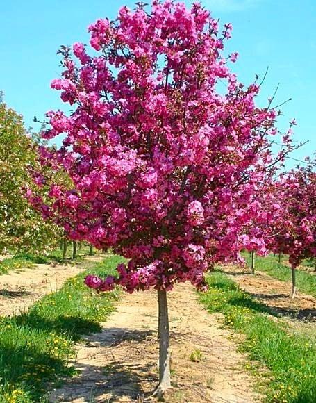 Malus Showtime - View 17 from www redcrocus com
