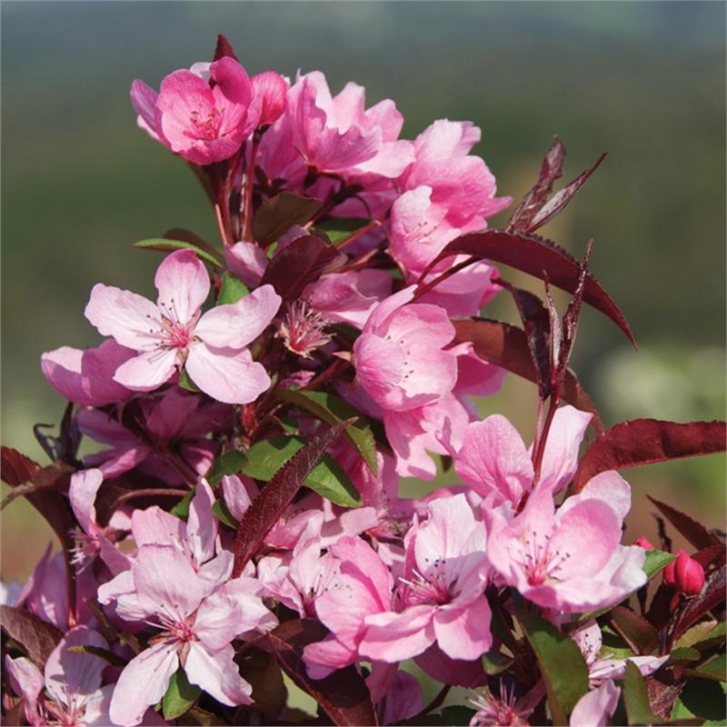 Malus Showtime - View 18 from www redcrocus com