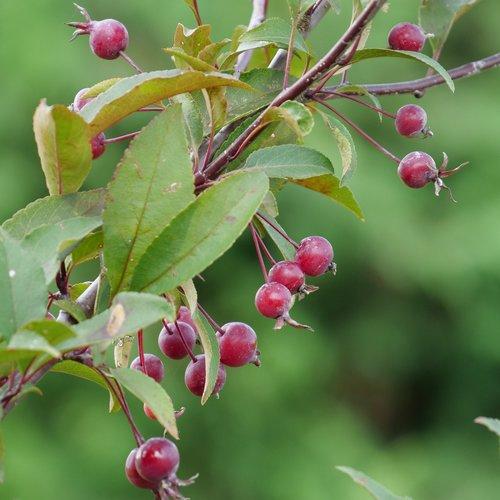 Malus Showtime - View 19 from www redcrocus com