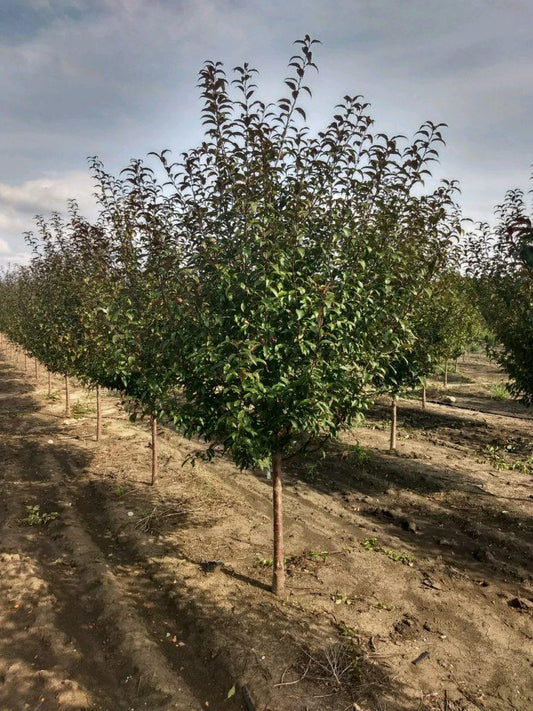 Malus Showtime - View 1 from www redcrocus com