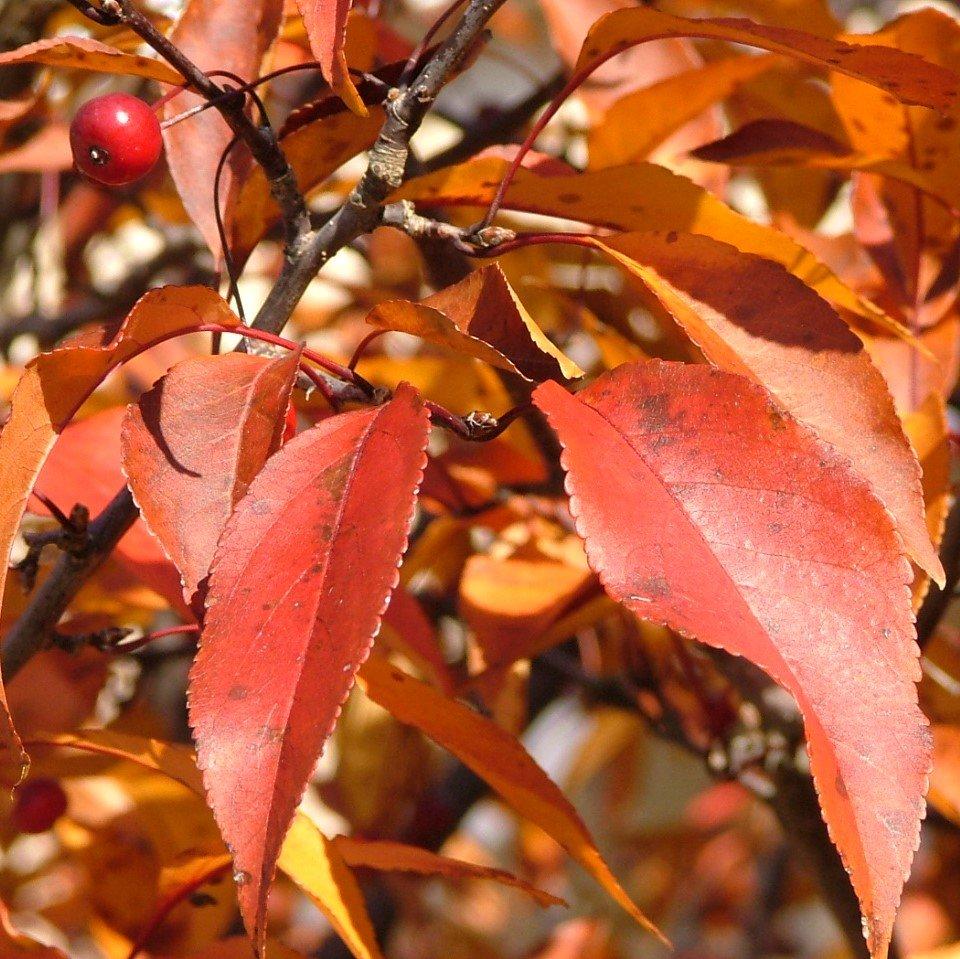 Malus Showtime - View 5 from www redcrocus com