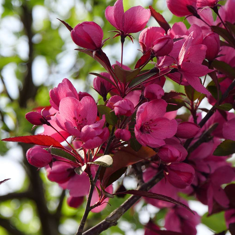 Malus Showtime - View 6 from www redcrocus com