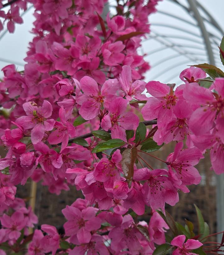 Malus Showtime - View 6 from www redcrocus com