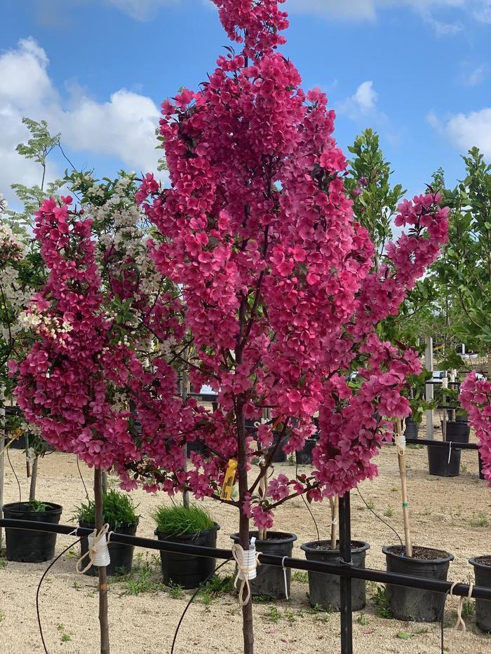 Malus Showtime - View 7 from www redcrocus com