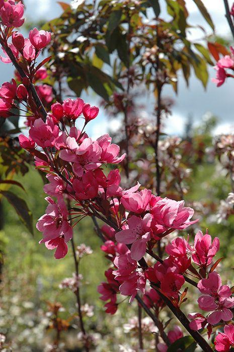Malus Showtime - View 8 from www redcrocus com