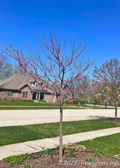 Cercis Canadensis Single Stem - View 10 from www redcrocus com