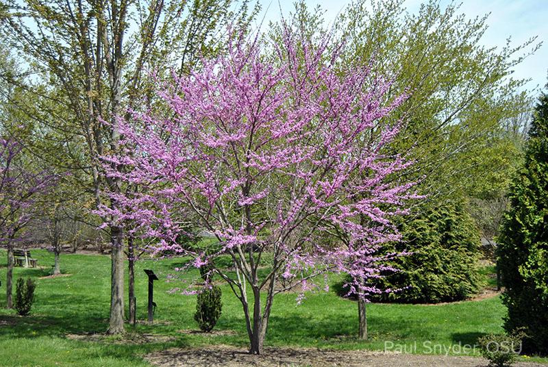 Cercis Canadensis Single Stem - View 13 from www redcrocus com