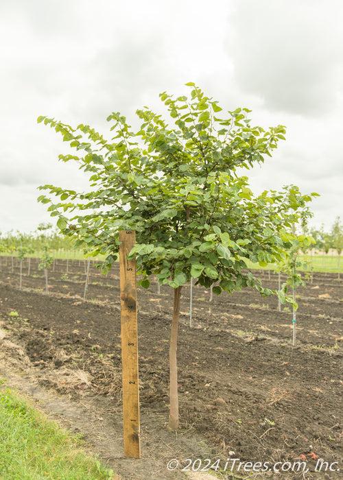 Cercis Canadensis Single Stem - View 16 from www redcrocus com