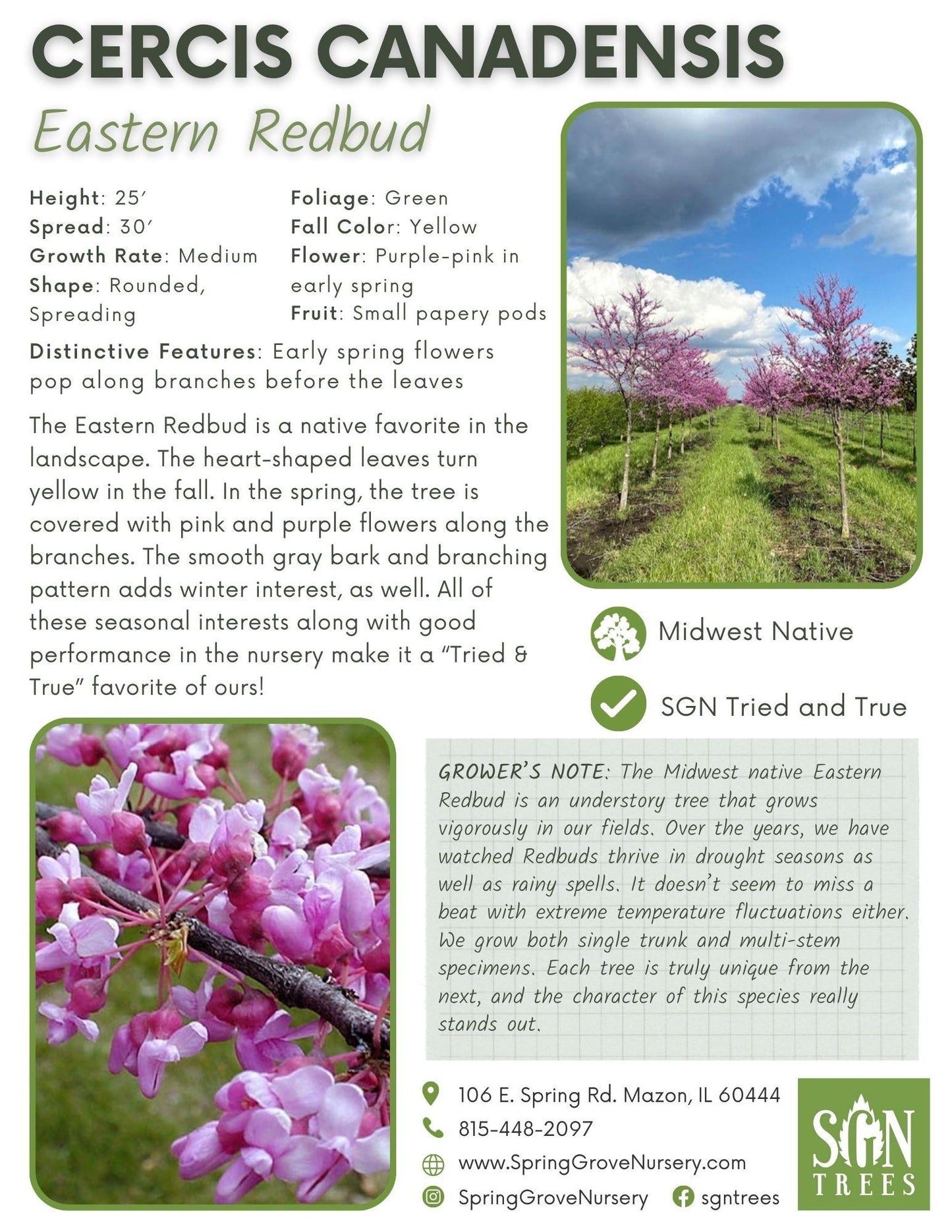 Cercis Canadensis Single Stem - View 17 from www redcrocus com