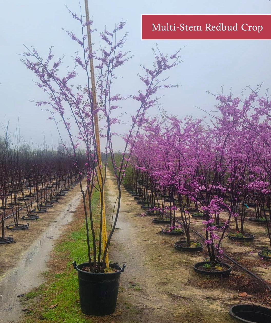 Cercis Canadensis Single Stem - View 26 from www redcrocus com