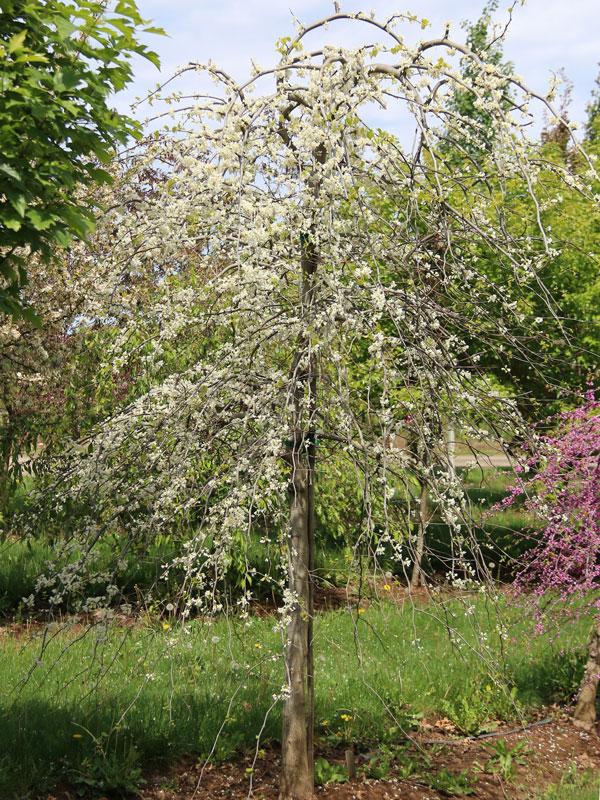 Cercis Canadensis Single Stem - View 27 from www redcrocus com