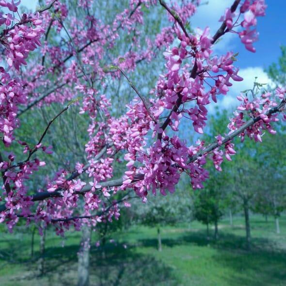 Cercis Canadensis Single Stem - View 32 from www redcrocus com