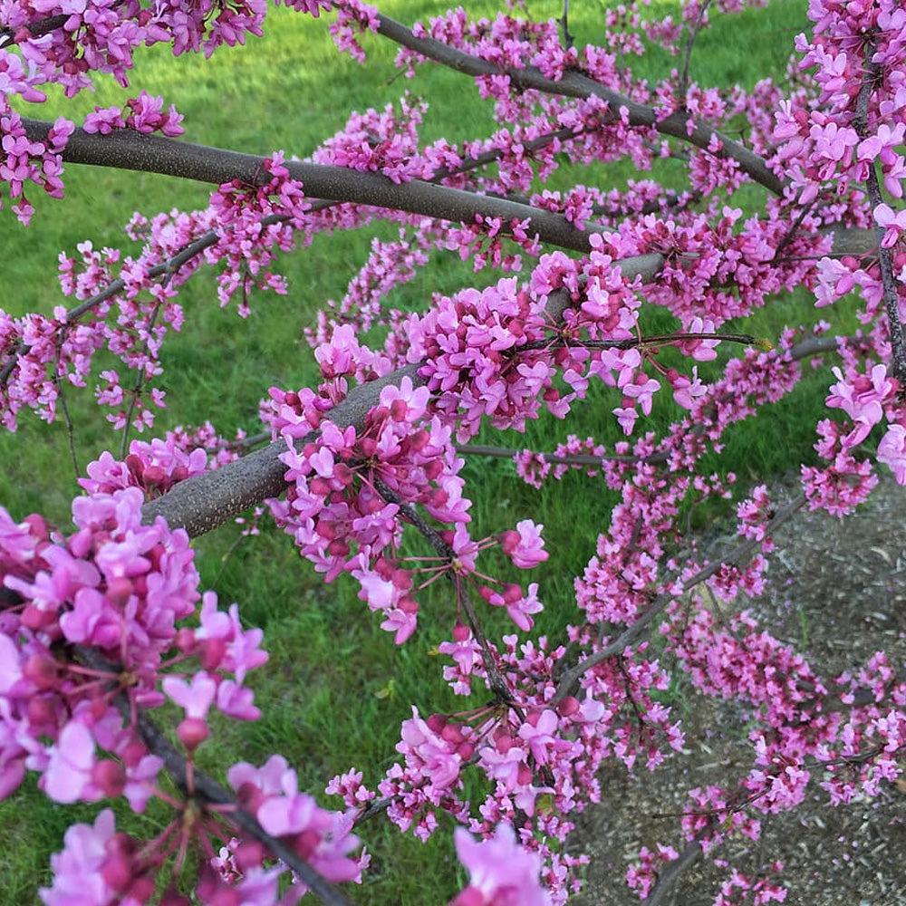 Cercis Canadensis Single Stem - View 4 from www redcrocus com
