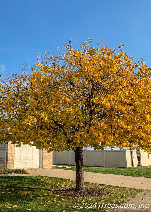 Cercis Canadensis Single Stem - View 8 from www redcrocus com