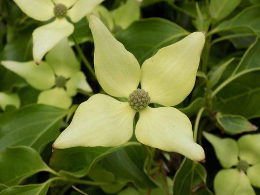 Cornus Kousa Snow Tower Single Stem - View 1 from www redcrocus com