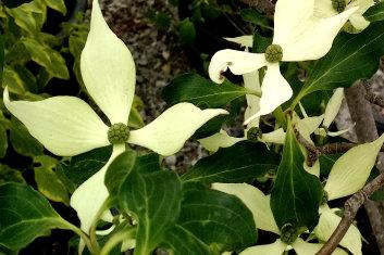 Cornus Kousa Snow Tower Single Stem - View 6 from www redcrocus com