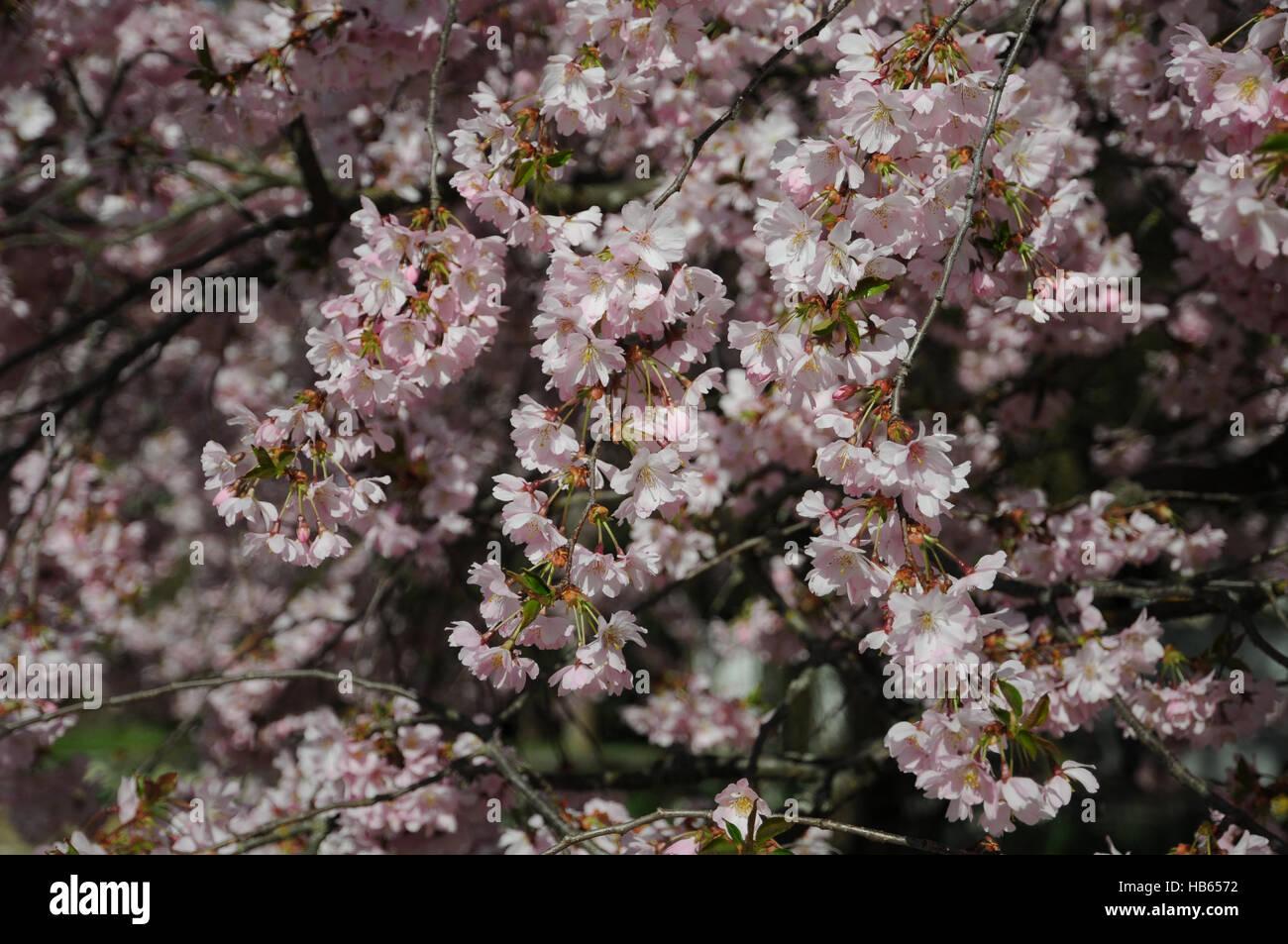 Prunus Subhirtella Accolade - View 10 from www redcrocus com