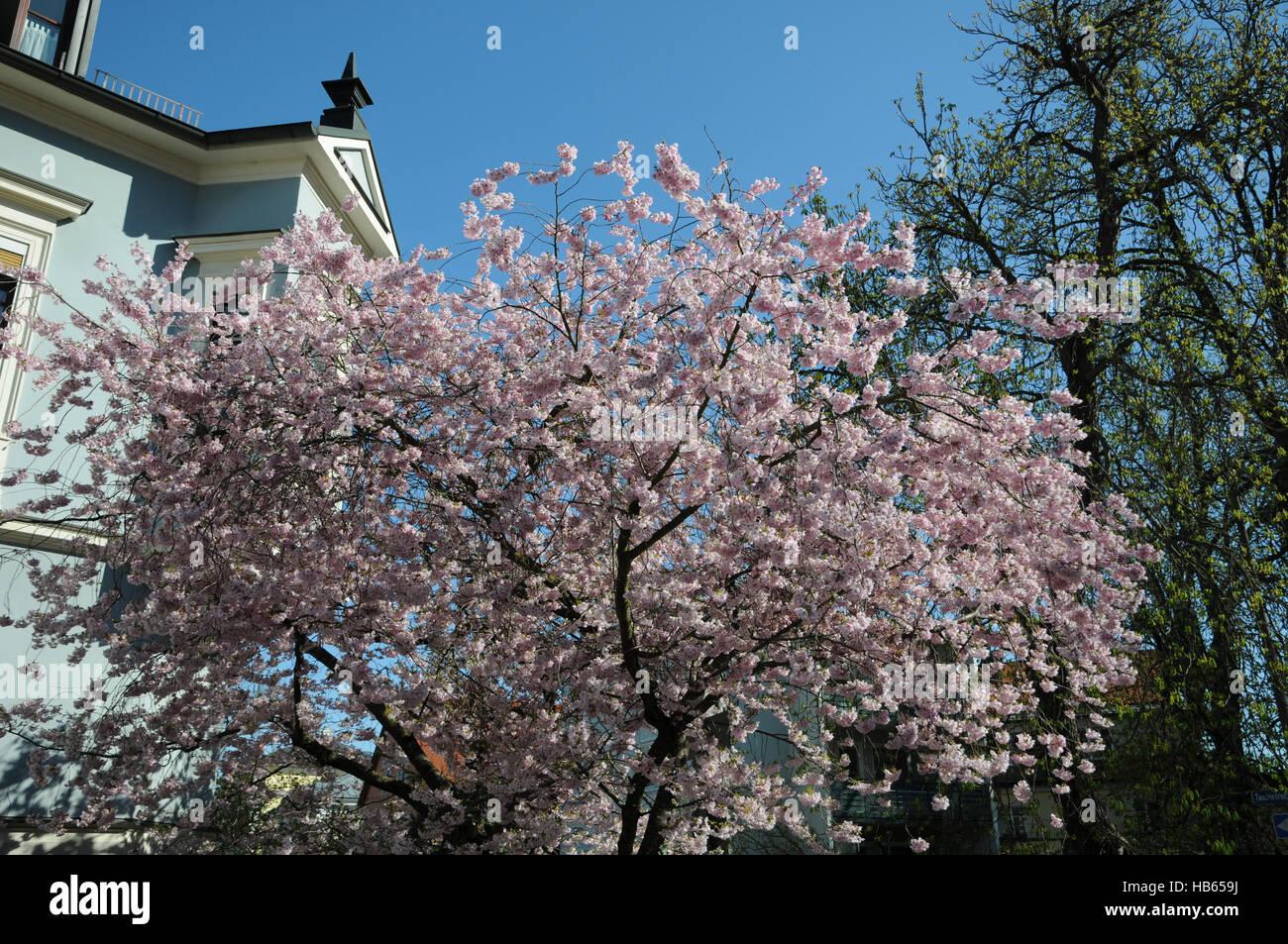 Prunus Subhirtella Accolade - View 12 from www redcrocus com