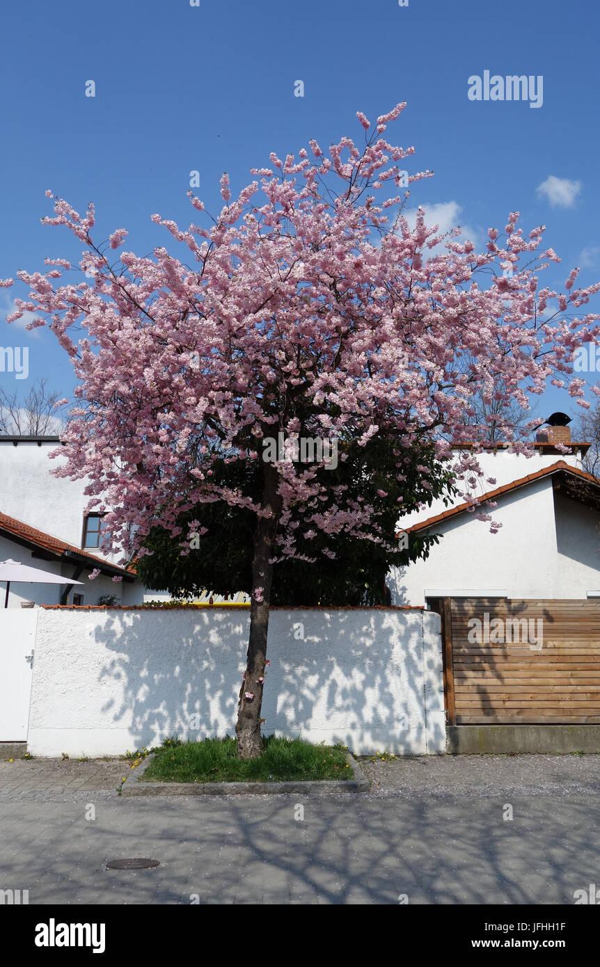 Prunus Subhirtella Accolade - View 13 from www redcrocus com