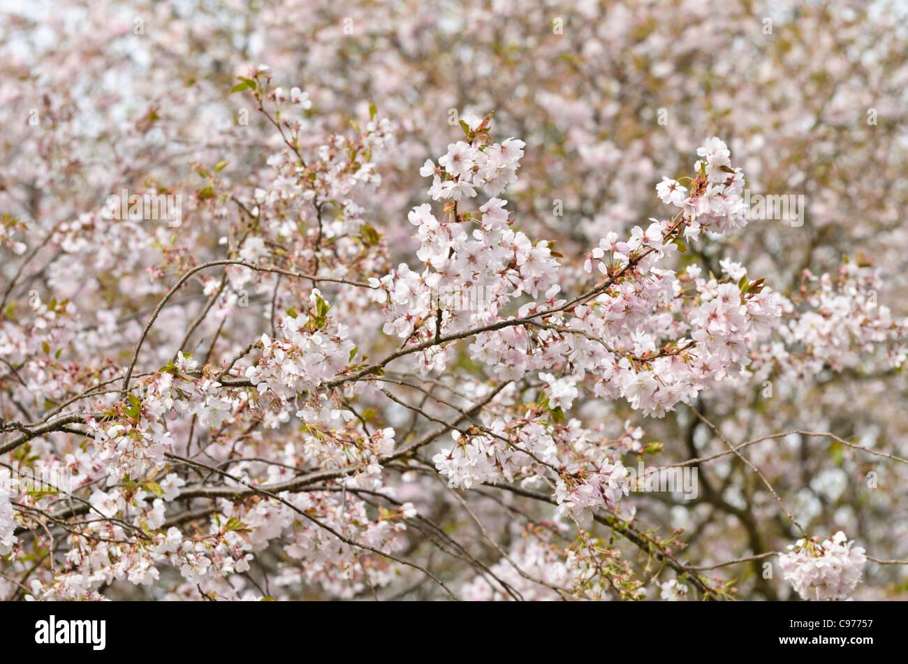 Prunus Subhirtella Accolade - View 14 from www redcrocus com