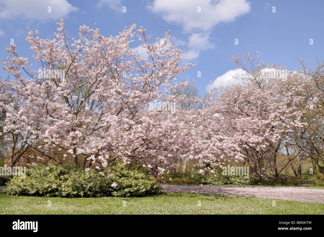 Prunus Subhirtella Accolade - View 15 from www redcrocus com