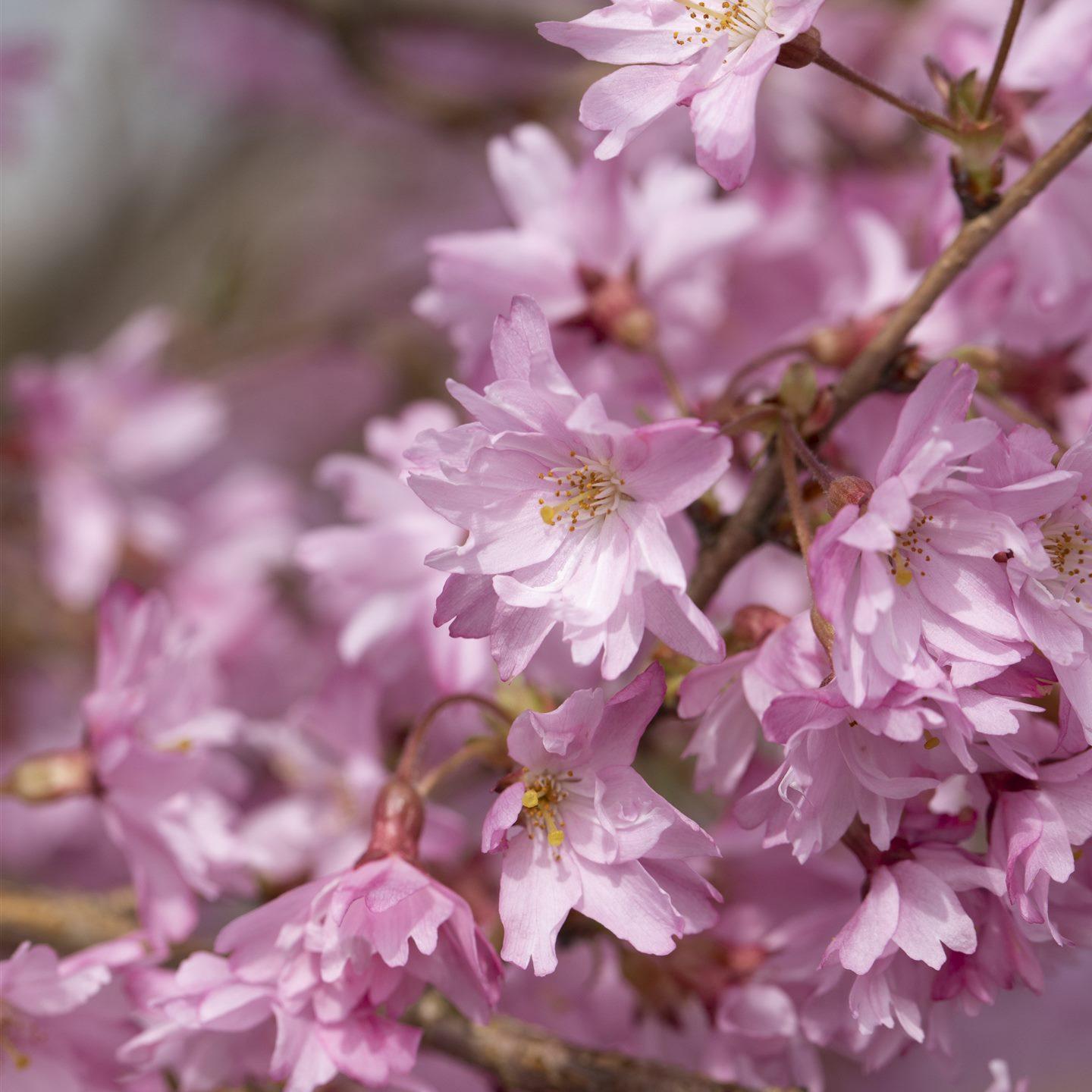 Prunus Subhirtella Accolade - View 17 from www redcrocus com
