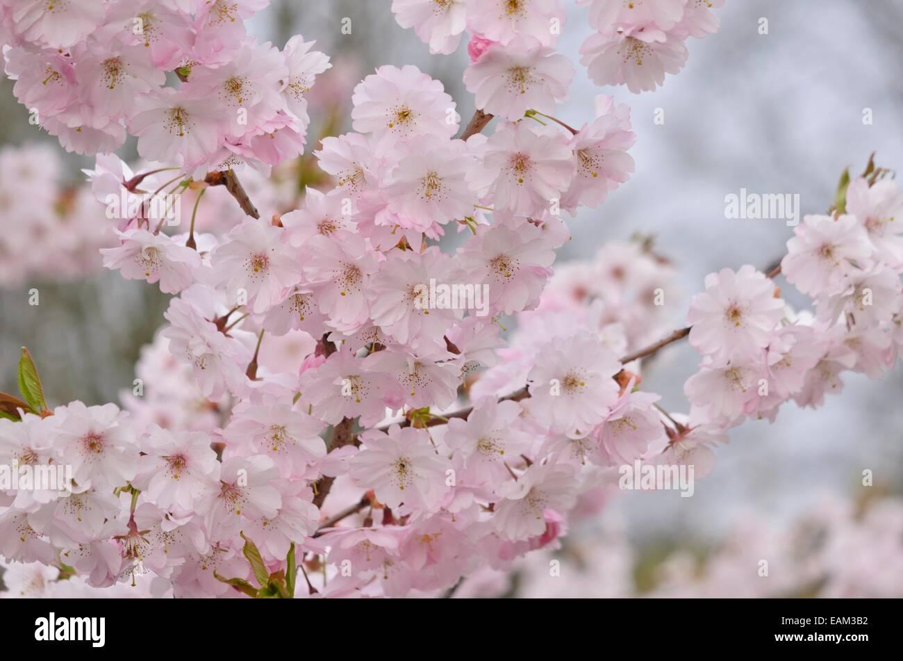 Prunus Subhirtella Accolade - View 18 from www redcrocus com