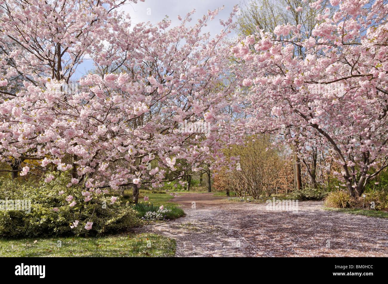 Prunus Subhirtella Accolade - View 19 from www redcrocus com