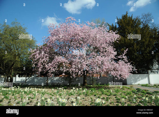 Prunus Subhirtella Accolade - View 1 from www redcrocus com