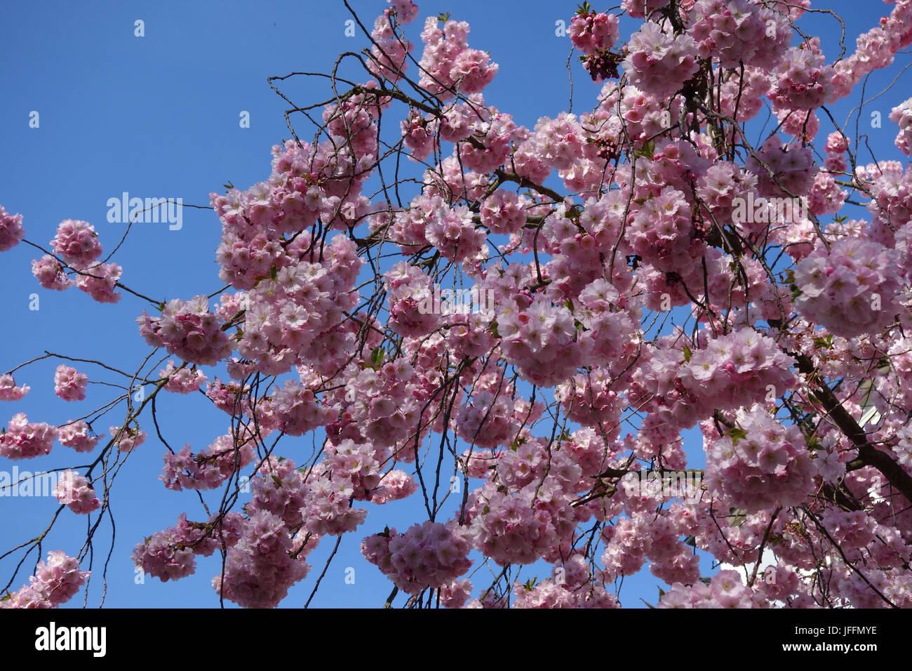 Prunus Subhirtella Accolade - View 2 from www redcrocus com