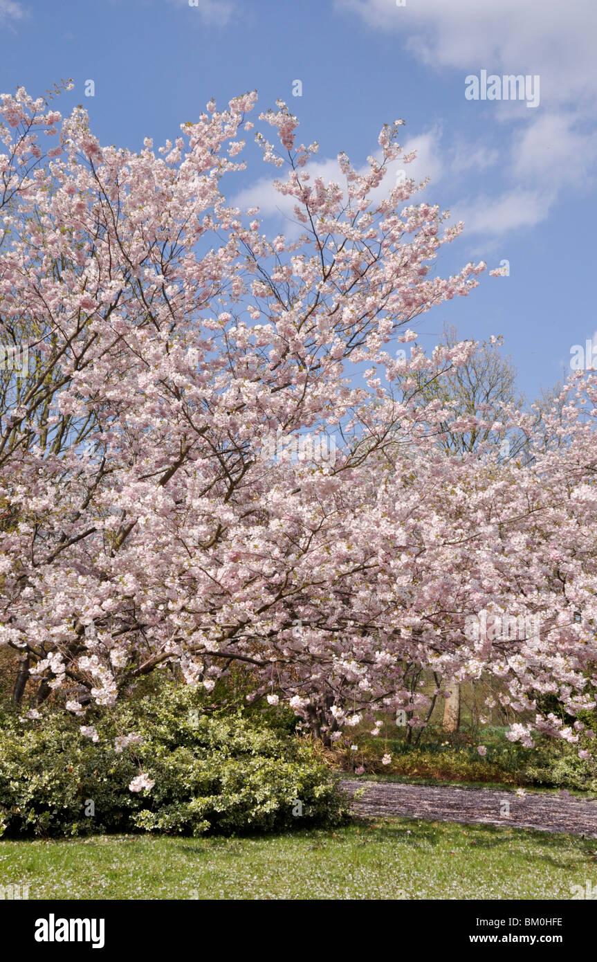 Prunus Subhirtella Accolade - View 3 from www redcrocus com