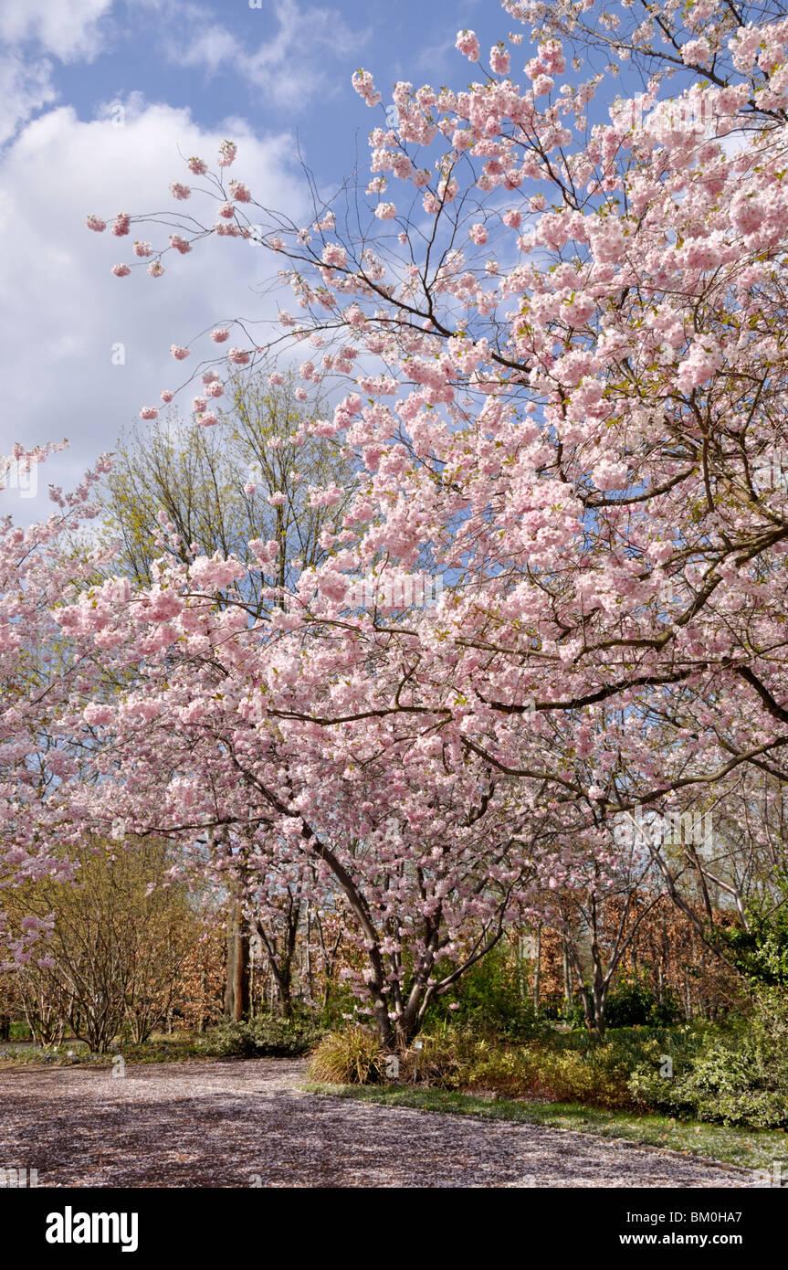 Prunus Subhirtella Accolade - View 4 from www redcrocus com