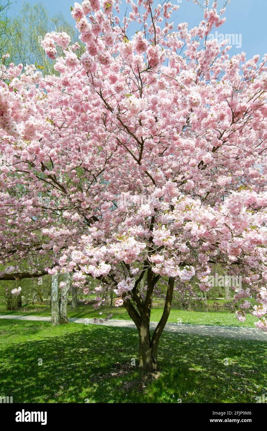 Prunus Subhirtella Accolade - View 5 from www redcrocus com
