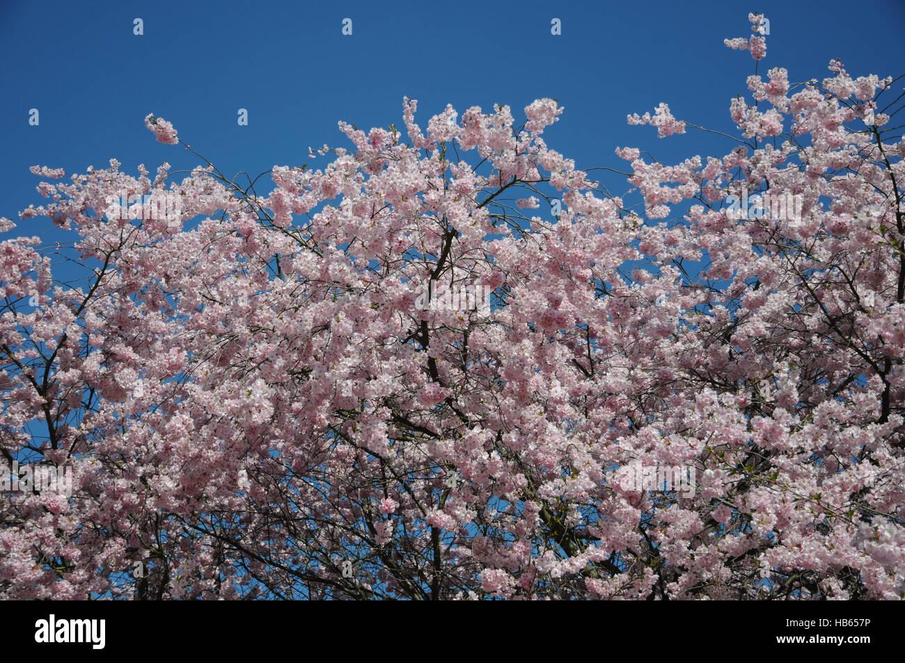 Prunus Subhirtella Accolade - View 6 from www redcrocus com
