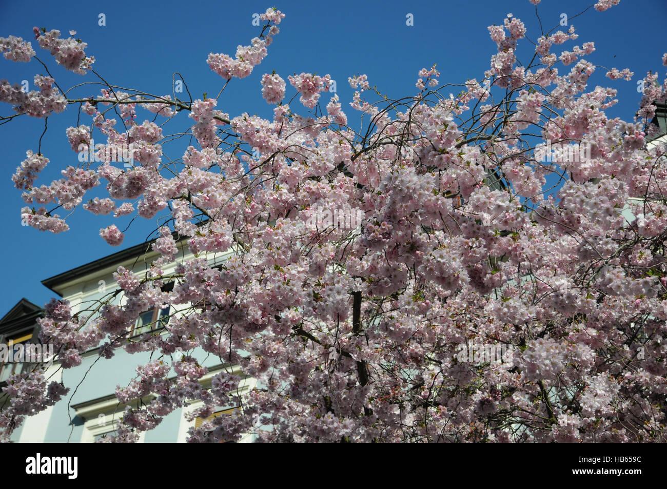 Prunus Subhirtella Accolade - View 7 from www redcrocus com