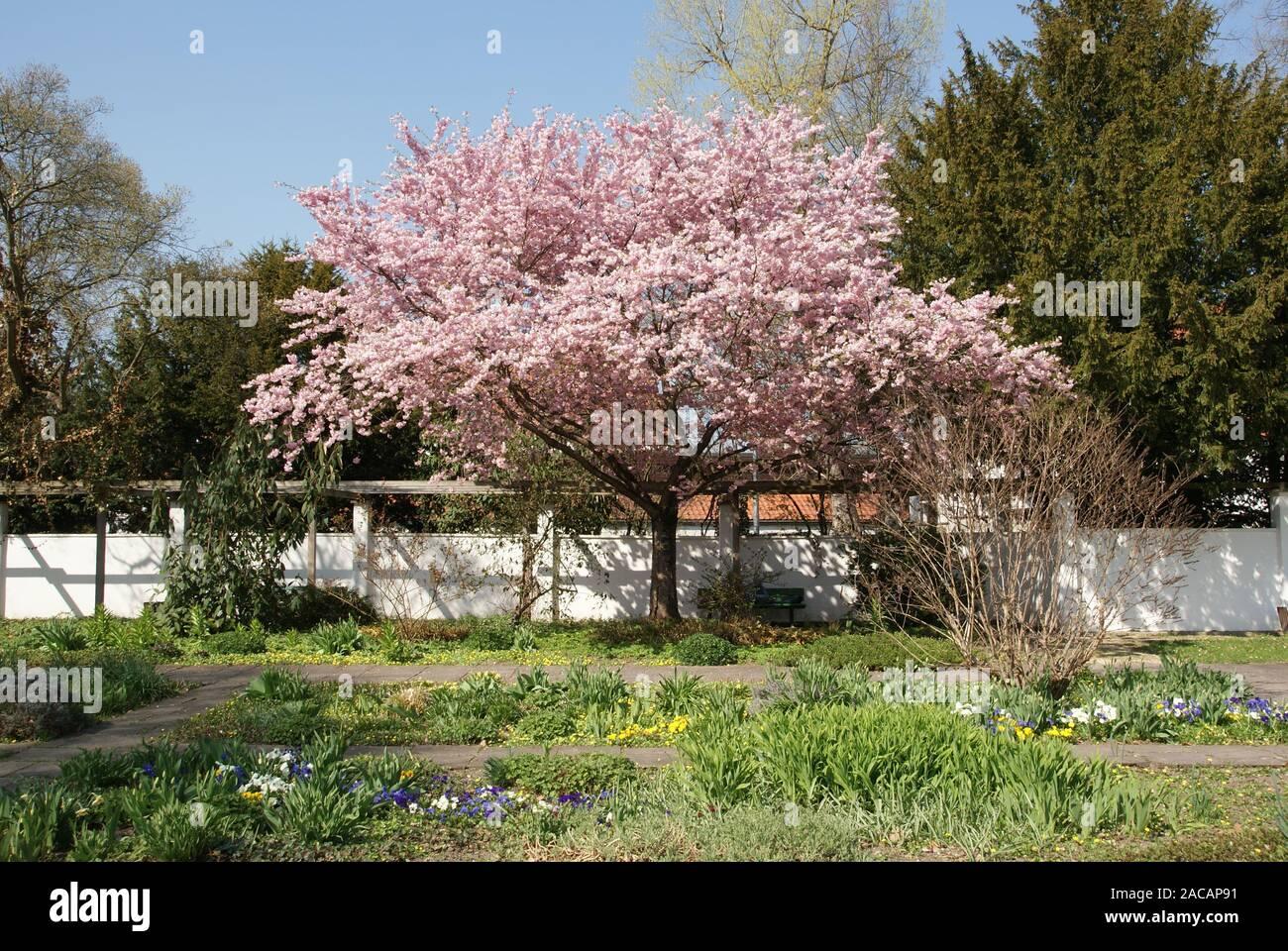 Prunus Subhirtella Accolade - View 9 from www redcrocus com