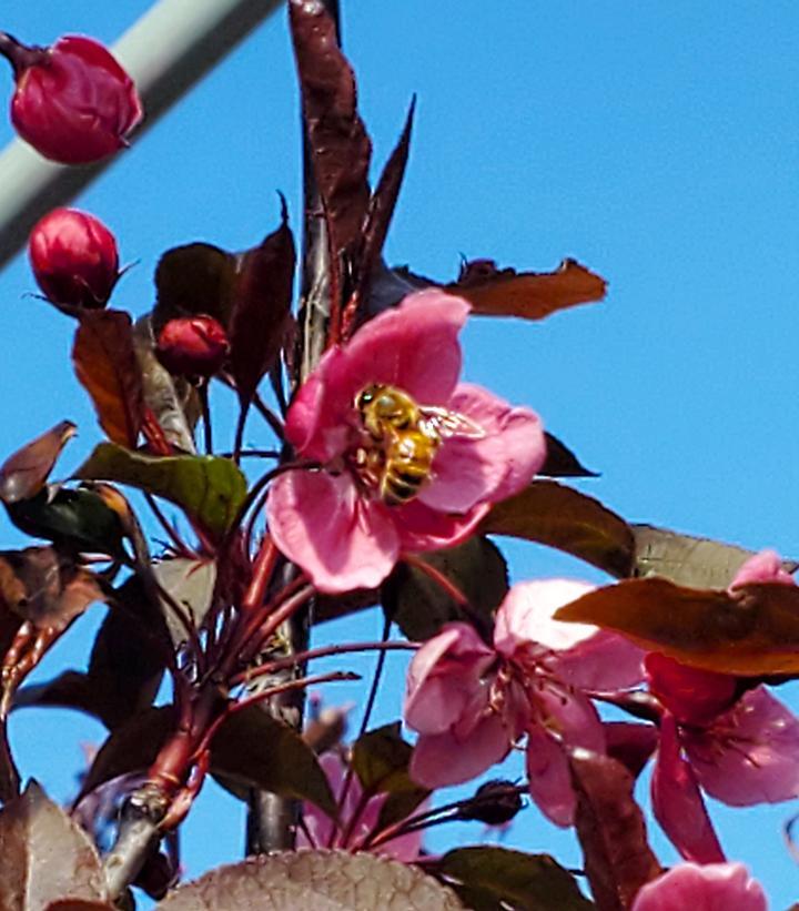 Malus Perfect Purple - View 10 from www redcrocus com