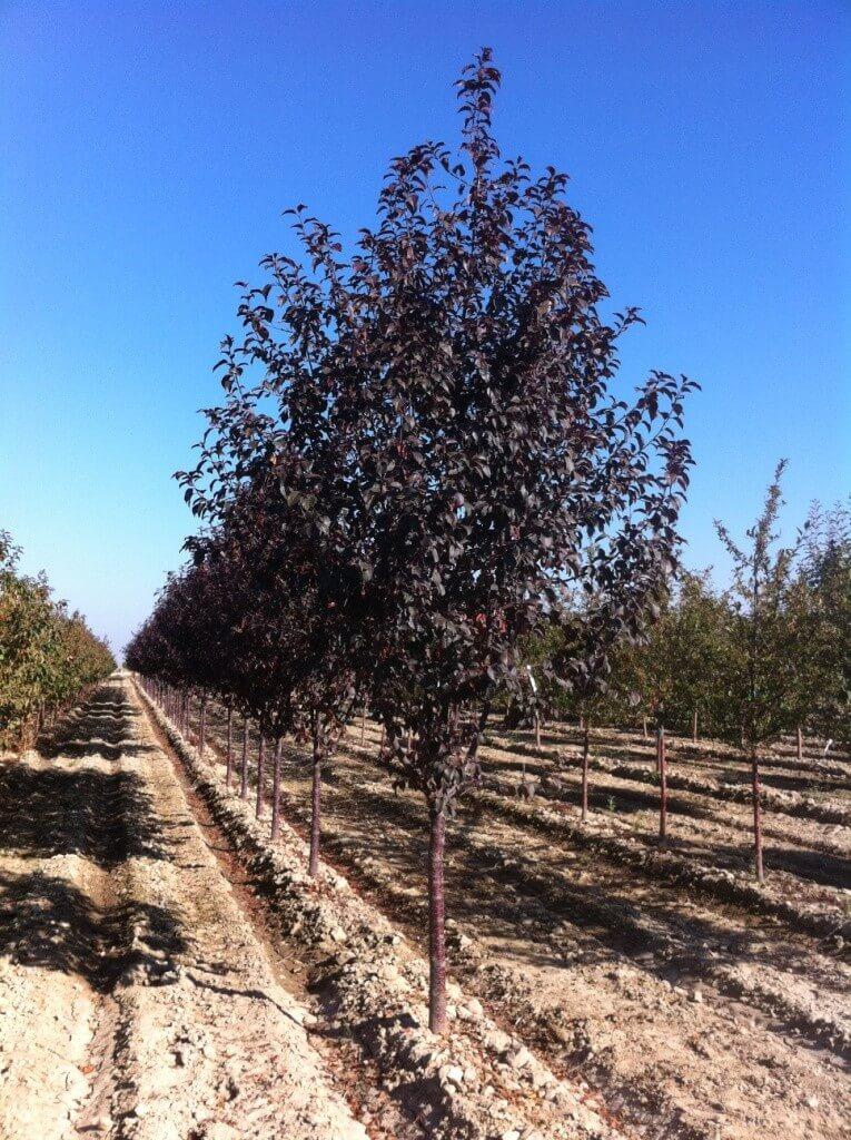 Malus Perfect Purple - View 11 from www redcrocus com