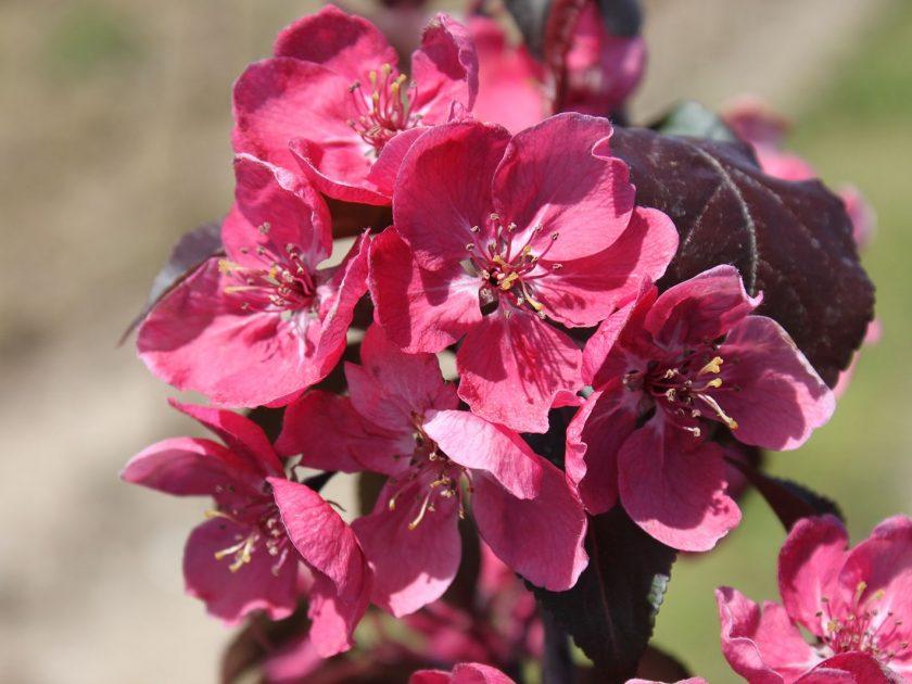 Malus Perfect Purple - View 13 from www redcrocus com