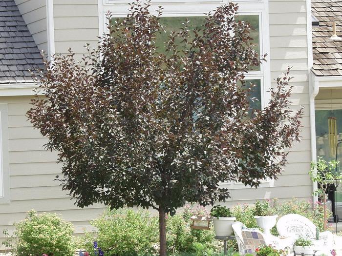 Malus Perfect Purple - View 14 from www redcrocus com