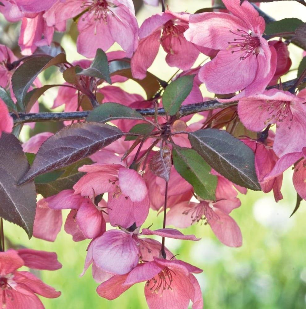 Malus Perfect Purple - View 15 from www redcrocus com