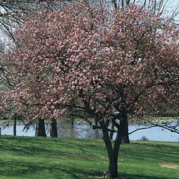Malus Perfect Purple - View 16 from www redcrocus com