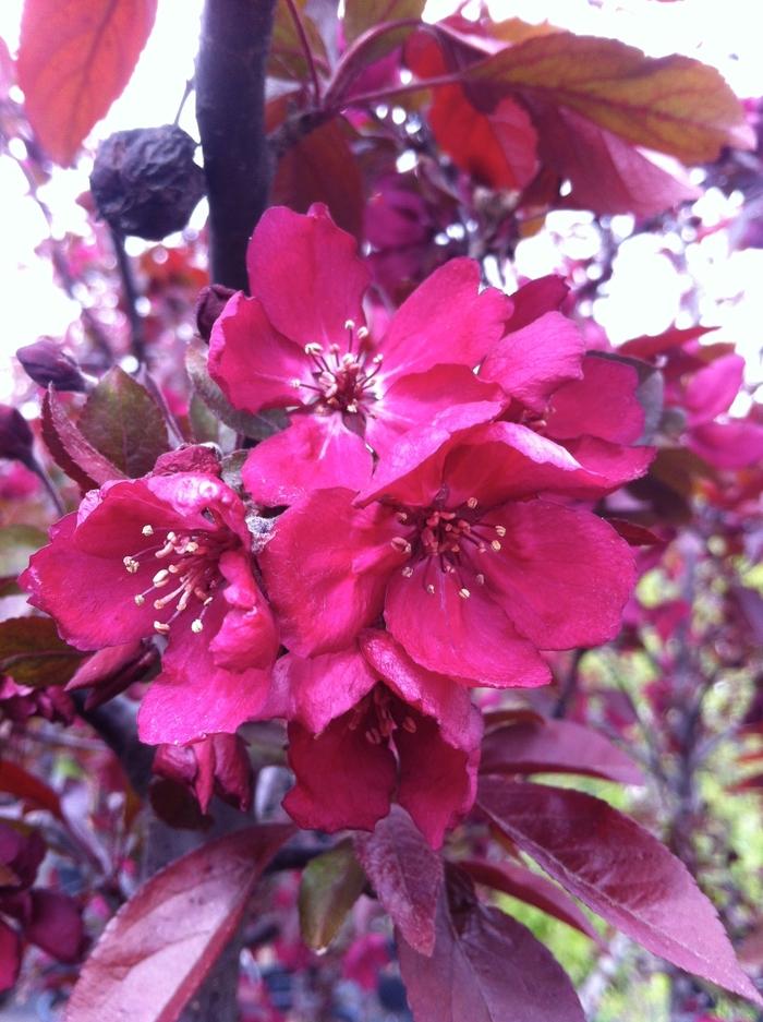 Malus Perfect Purple - View 1 from www redcrocus com