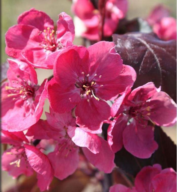 Malus Perfect Purple - View 2 from www redcrocus com