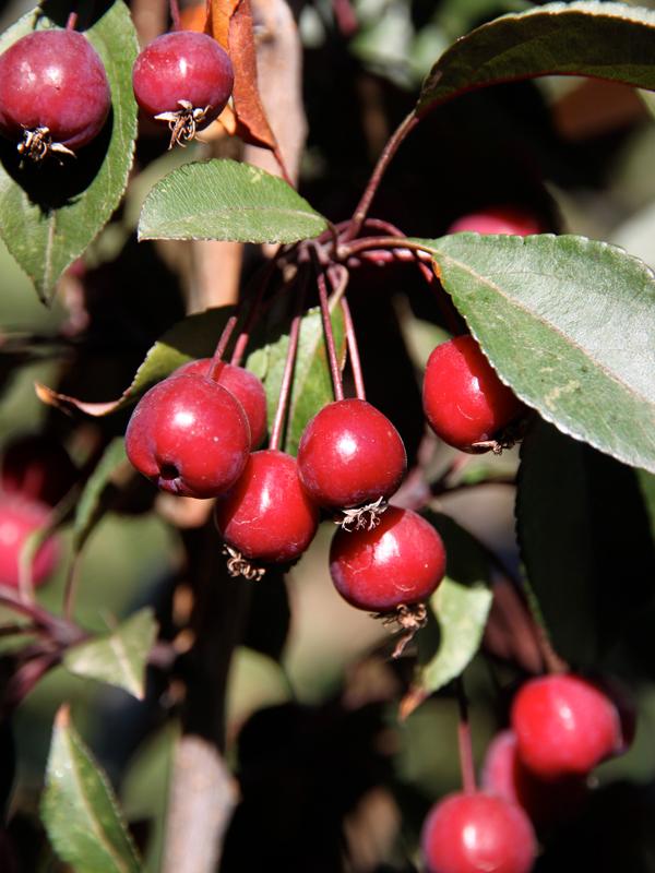 Malus Perfect Purple - View 4 from www redcrocus com