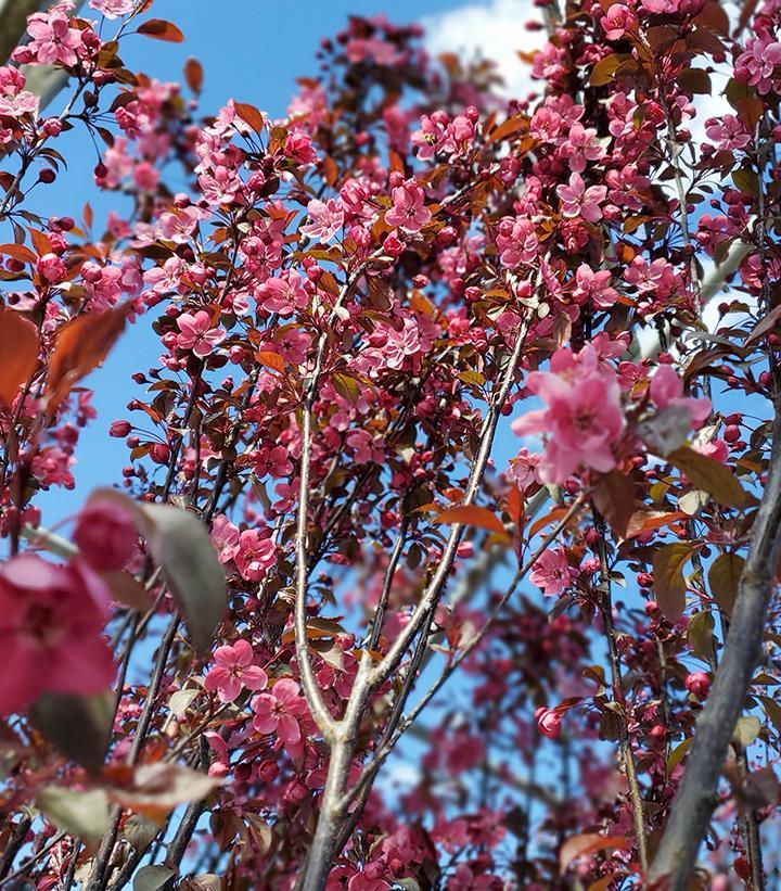 Malus Perfect Purple - View 6 from www redcrocus com