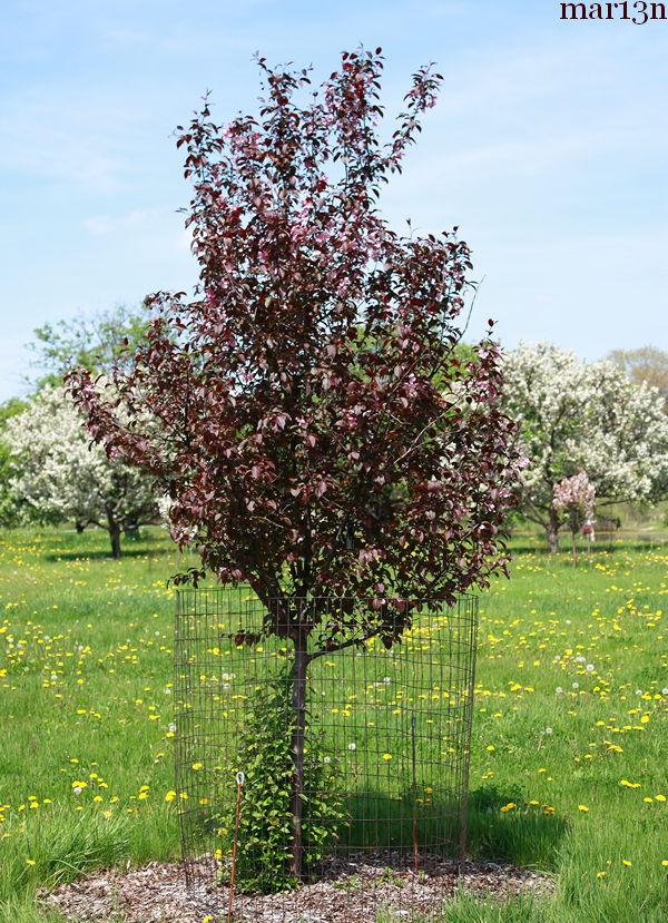 Malus Perfect Purple - View 8 from www redcrocus com