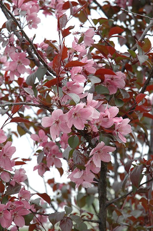 Malus Perfect Purple - View 9 from www redcrocus com